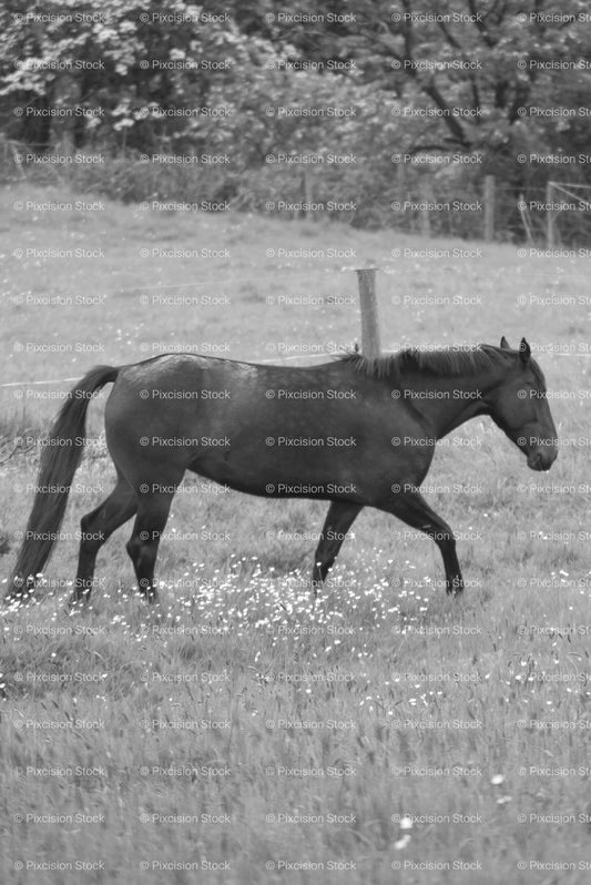 Dark Horse Standing Alertly in a Sloping Country Pasture (Monochrome) 