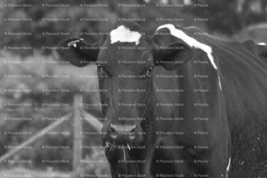 Front View of a Dark Cow Standing by a Field Fence (Monochrome)