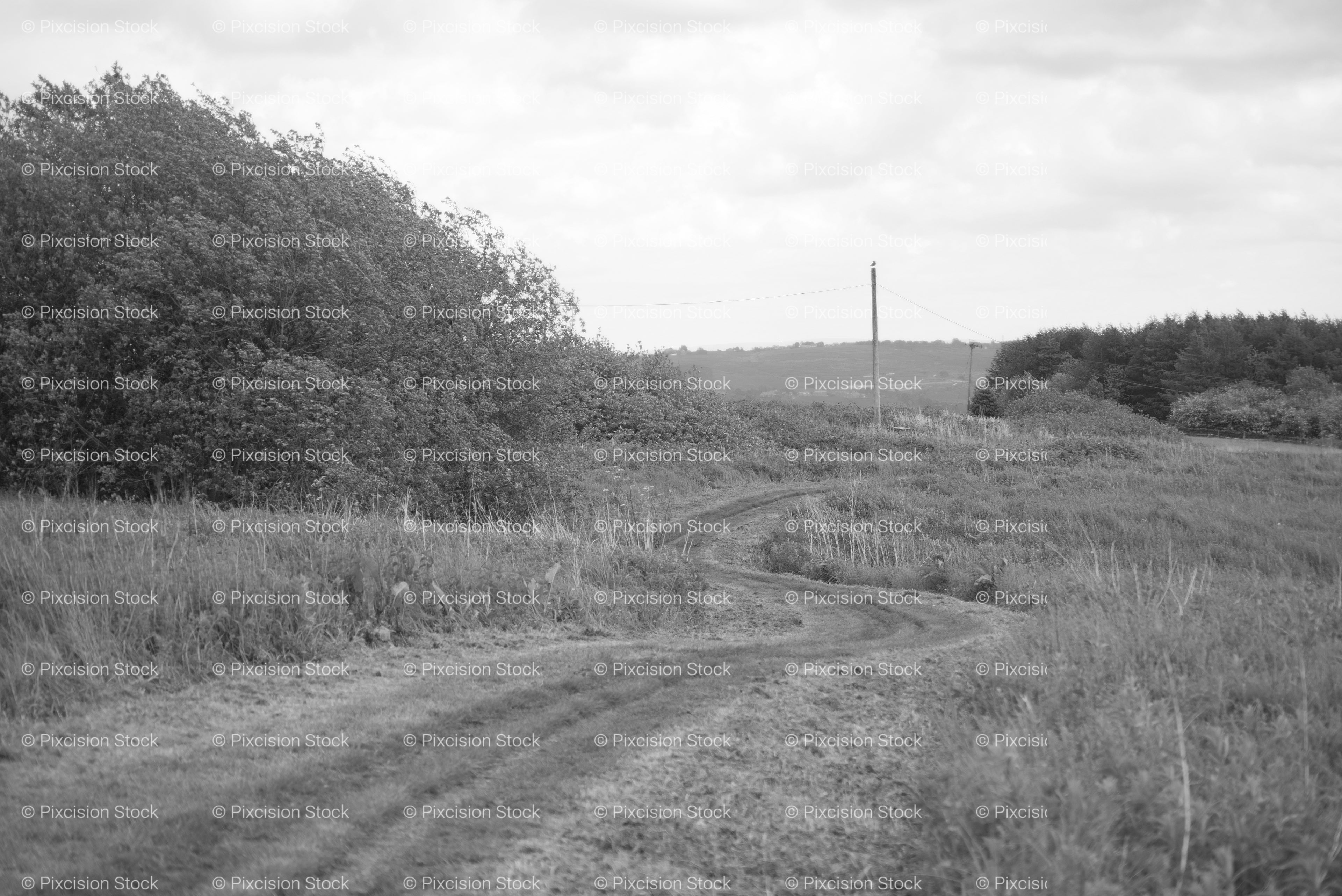 Open Grassy Field Stretching Towards a Distant Utility Pole (Monochrome)