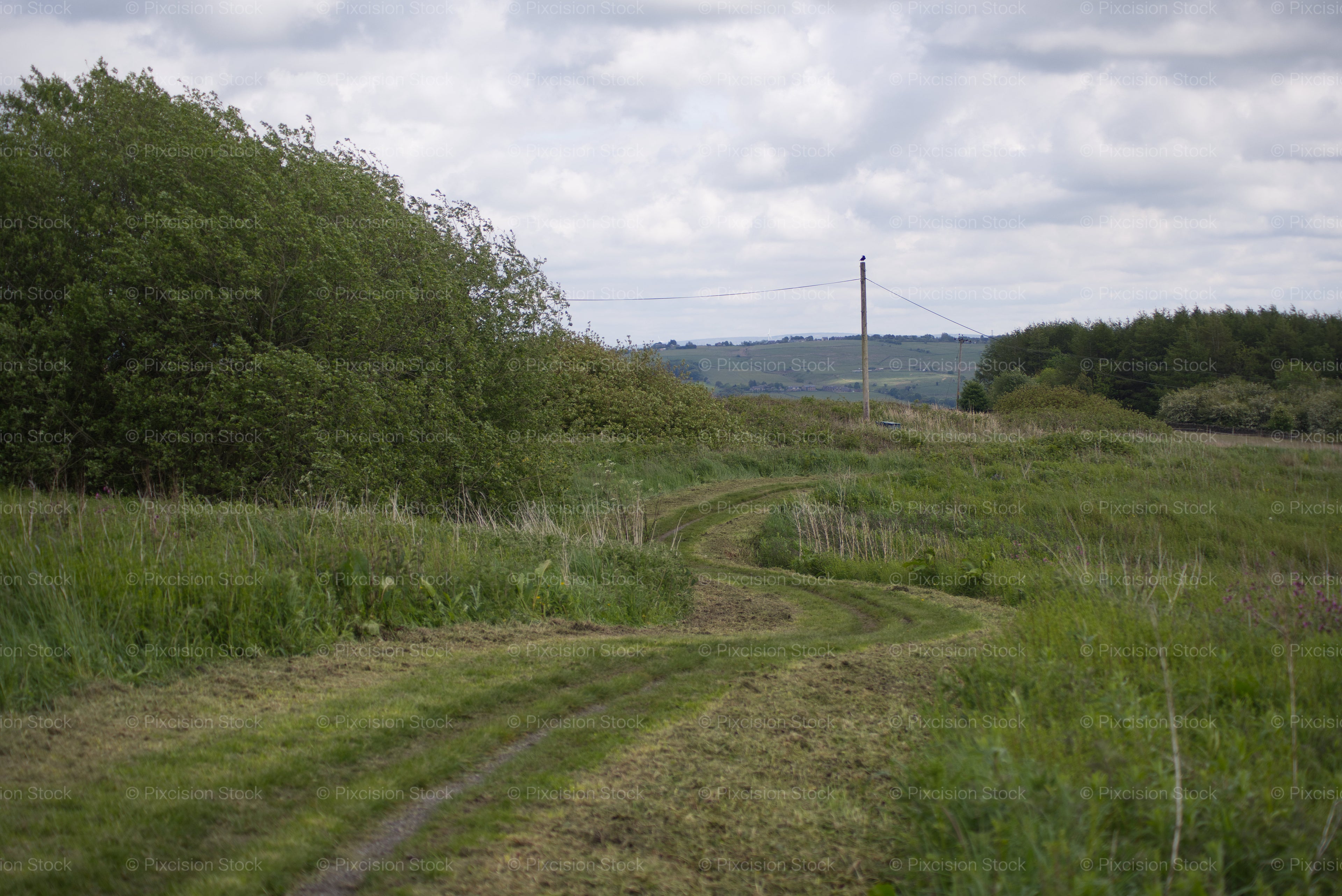 Open Grassy Field Stretching Towards a Distant Utility Pole