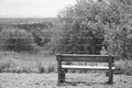 Solitary Wooden Park Bench Positioned Near Overgrown Shrubbery (Monochrome)