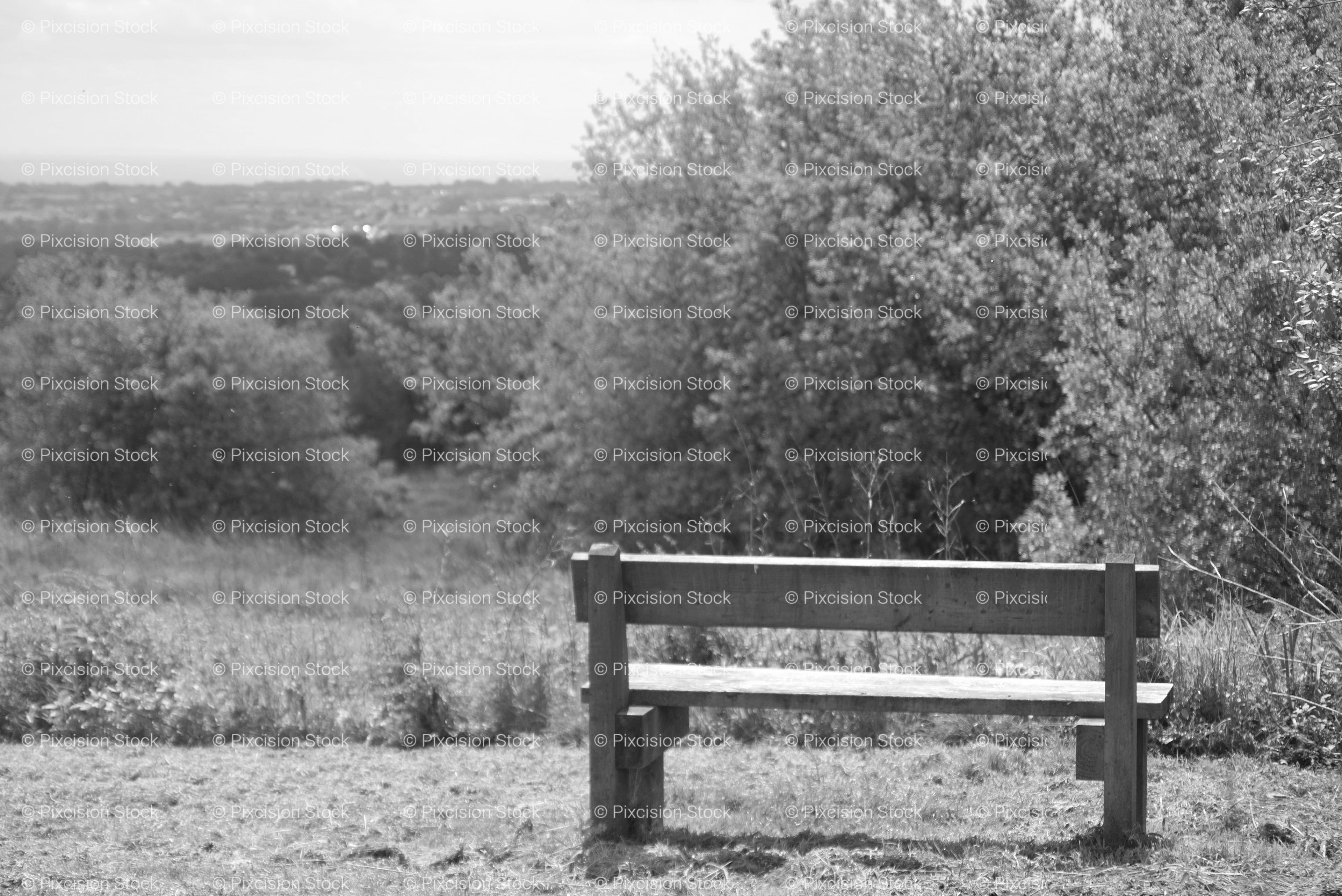 Solitary Wooden Park Bench Positioned Near Overgrown Shrubbery (Monochrome)