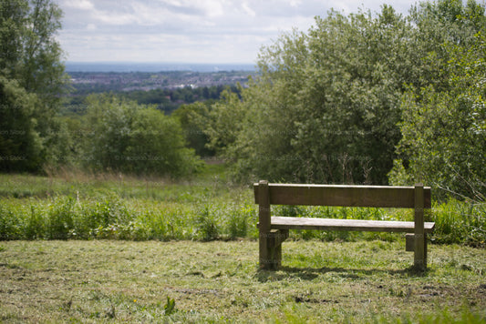 Solitary Wooden Park Bench Positioned Near Overgrown Shrubbery