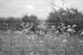 Field of Wild Flowers Blooming Under an Overcast Sky (Monochrome)