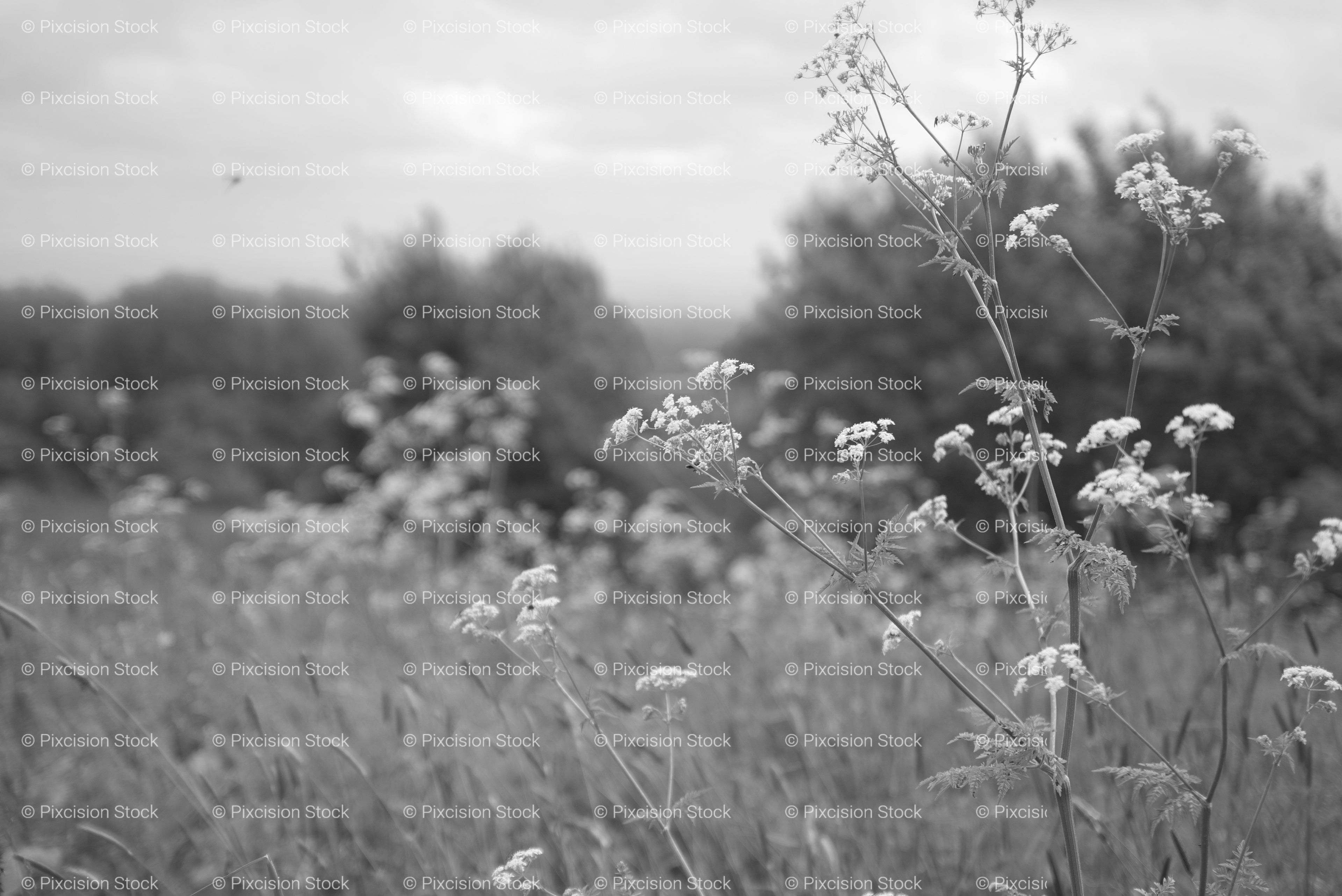 Field of Wild Flowers Blooming Under an Overcast Sky (Monochrome)