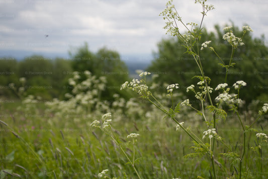 Field of Wild Flowers Blooming Under an Overcast Sky
