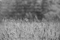 Dense Patch of Tall Wild Grasses and Meadow Foliage (Monochrome)