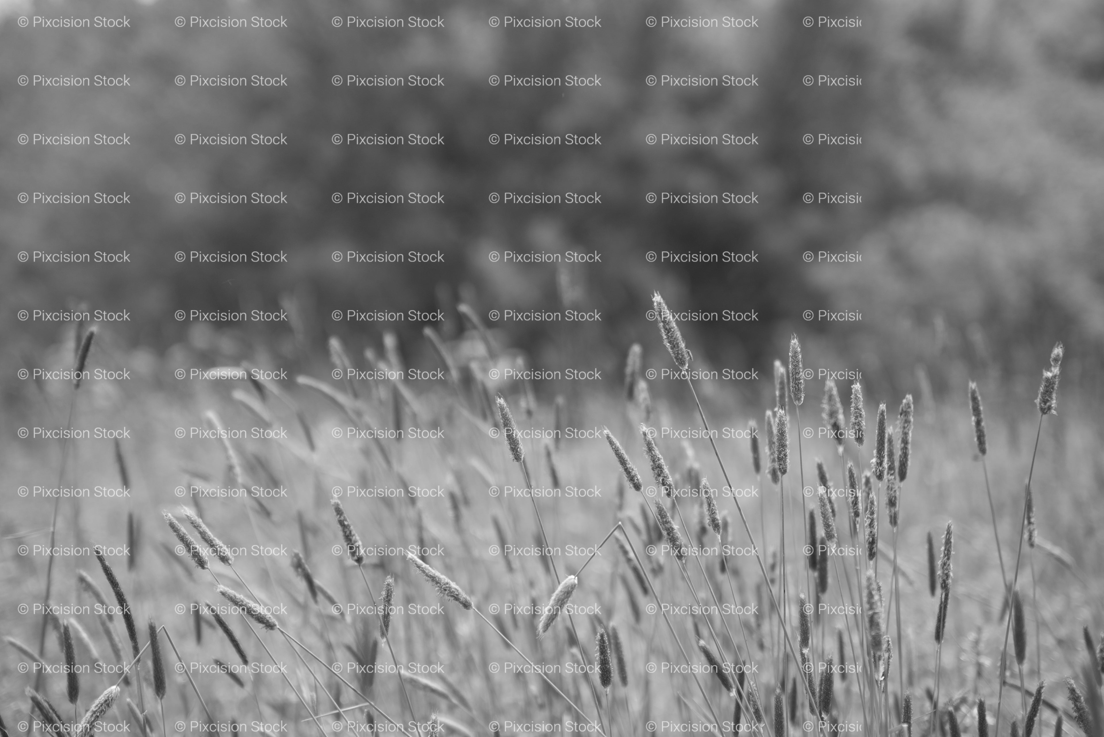 Dense Patch of Tall Wild Grasses and Meadow Foliage (Monochrome)