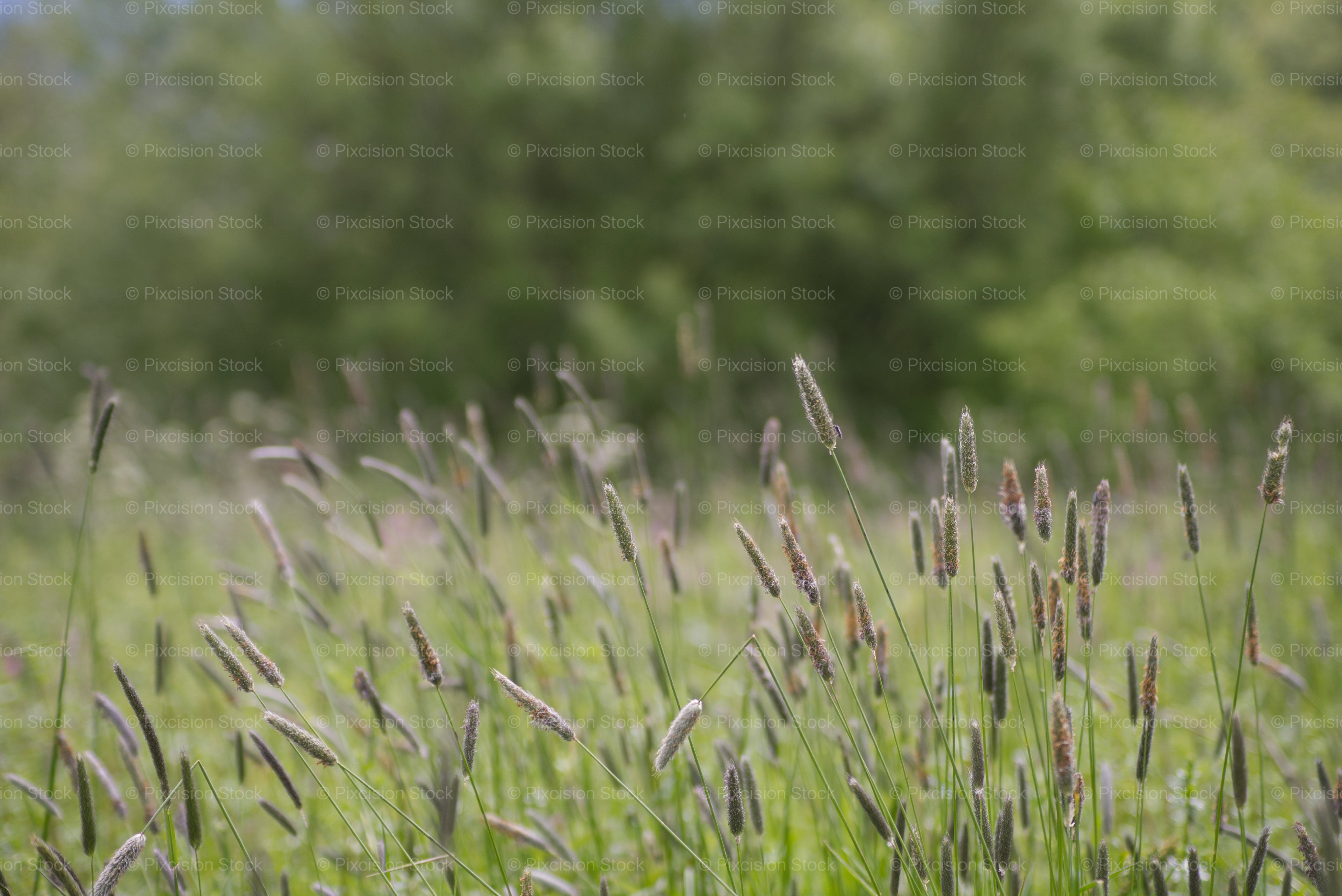 Dense Patch of Tall Wild Grasses and Meadow Foliage - Stock Video