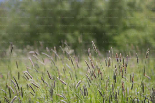 Dense Patch of Tall Wild Grasses and Meadow Foliage