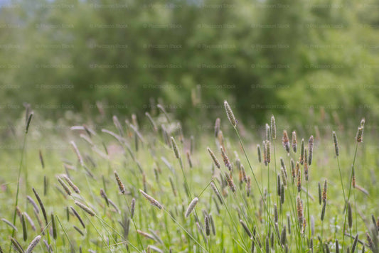 Blurred image of grass with a focus on the foreground
