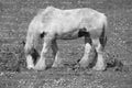 Shire Horse Grazing in an Open Pasture (Monochrome)