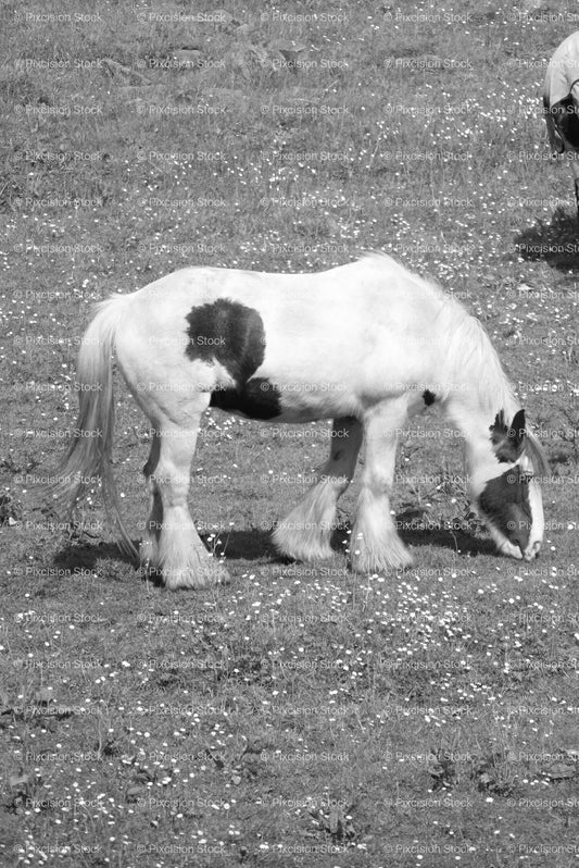 Piebald Horse with Distinct Markings Foraging in a Field (Monochrome) - Stock Video