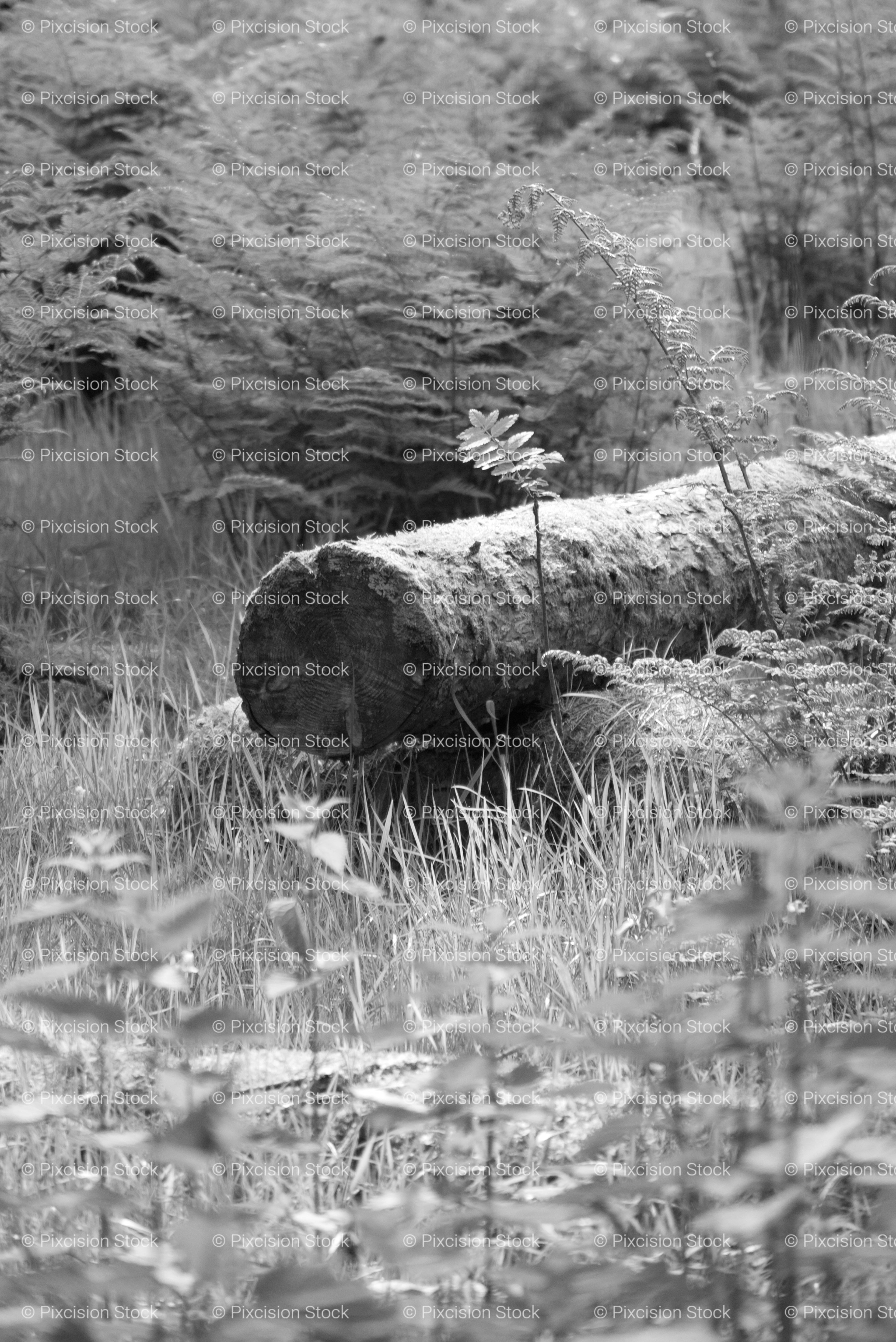 Large Fallen Tree Log Resting Among Wild Grasses and Foliage (Monochrome)