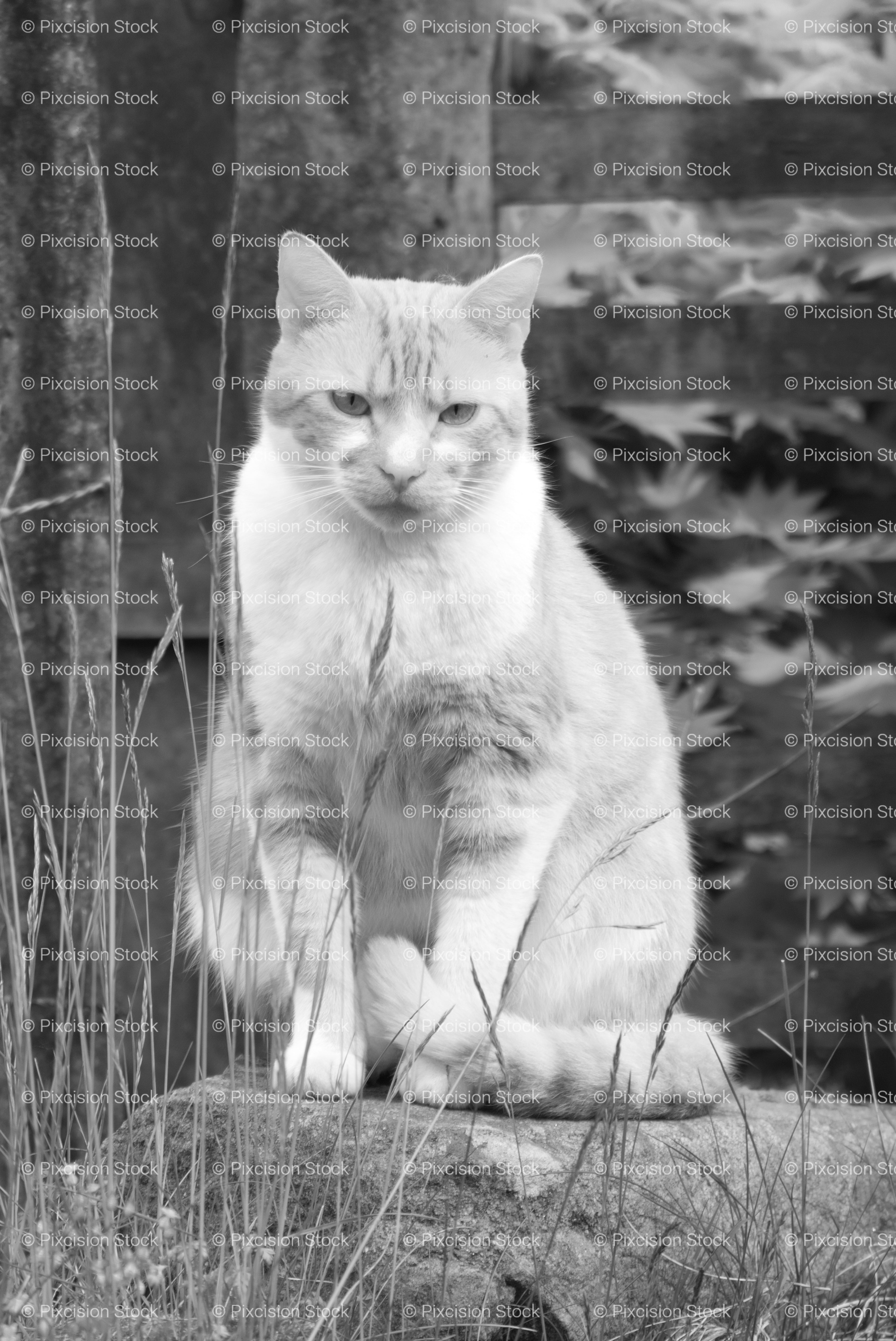 Domestic Cat Sitting Alertly Outdoors Near a Wire Fence (Monochrome)
