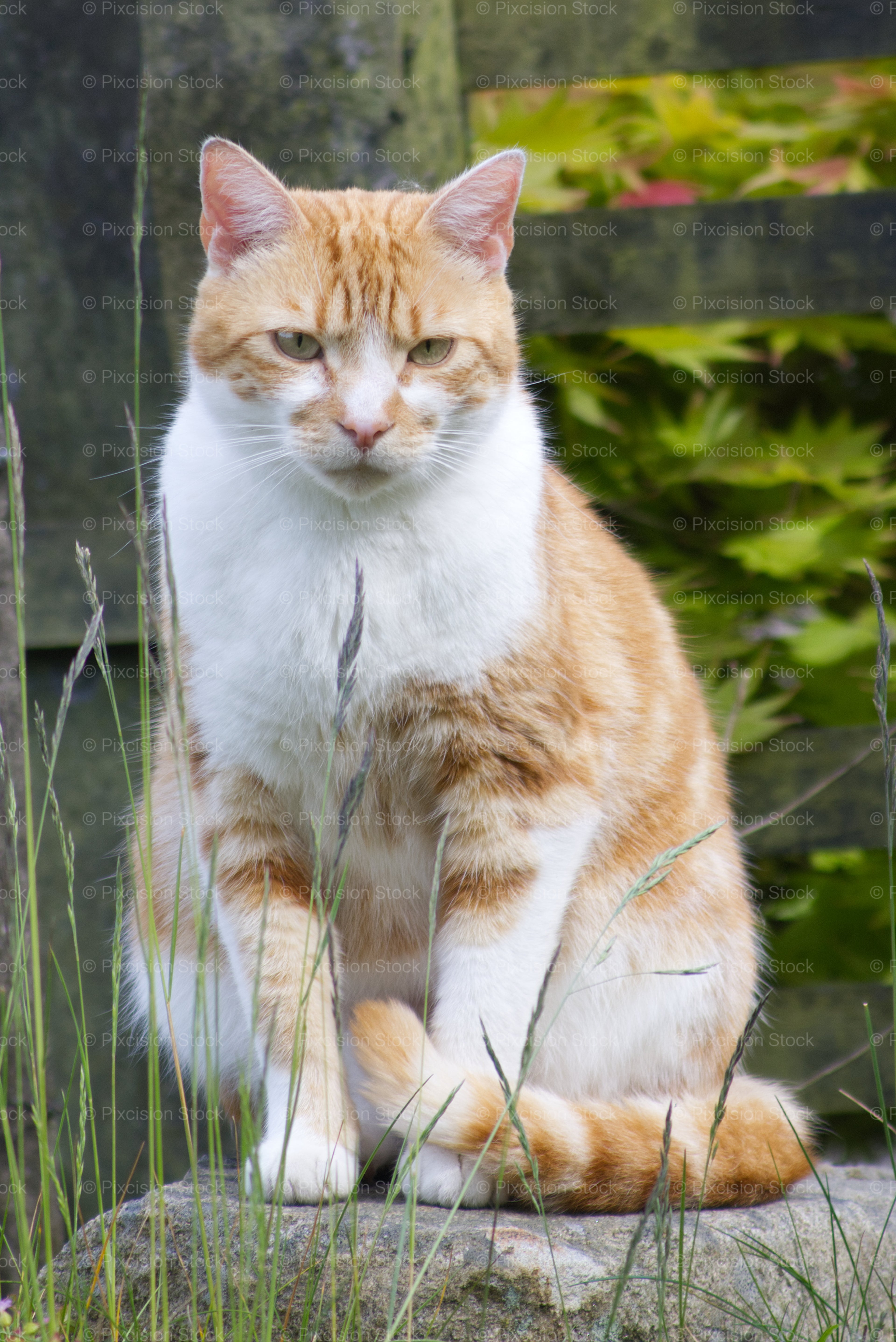 Domestic Cat Sitting Alertly Outdoors Near a Wire Fence