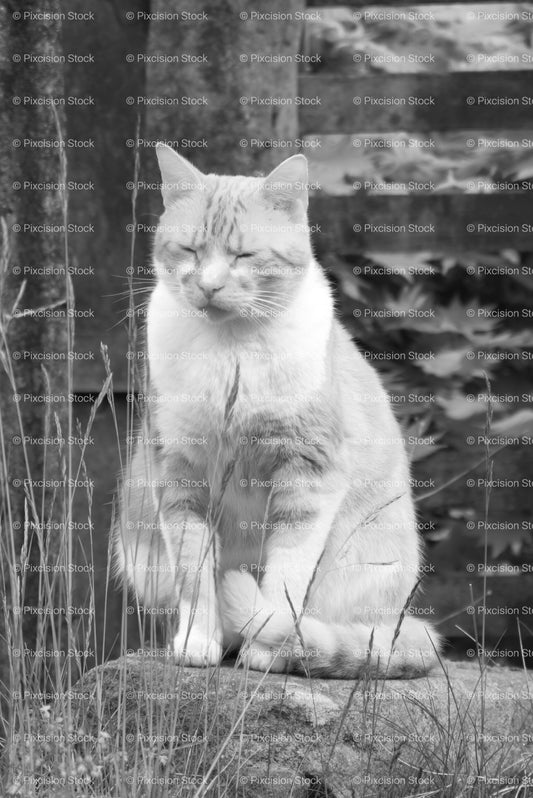 Cat Sitting Quietly with Squinting Eyes in a Garden Setting (Monochrome) - Stock Video