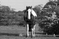 Horse Standing Quietly Near a Hedgerow in a Pasture (Monochrome)