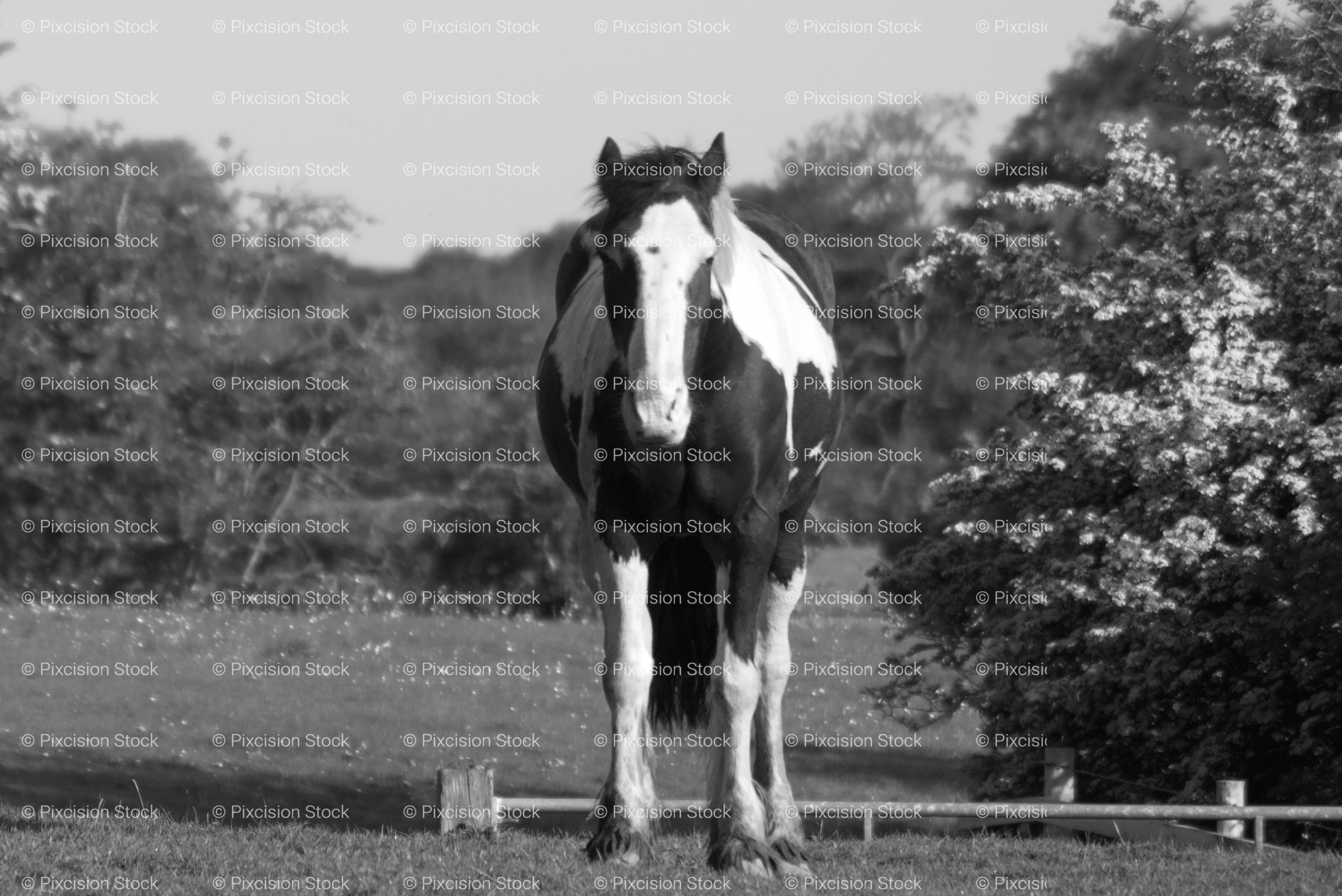 Horse Standing Quietly Near a Hedgerow in a Pasture (Monochrome)