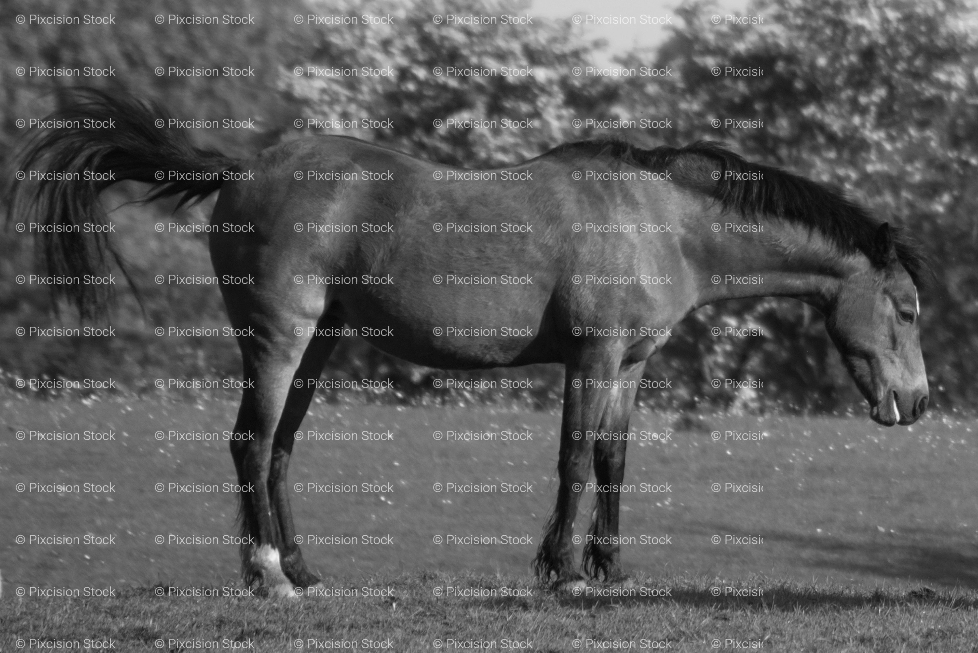 Side Profile of a Horse Standing in a Wide Grassy Meadow (Monochrome)