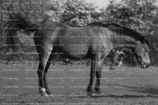 Side Profile of a Horse Standing in a Wide Grassy Meadow (Monochrome)
