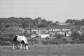 Solitary Horse Grazing in a Field with a Distant Village Horizon (Monochrome)