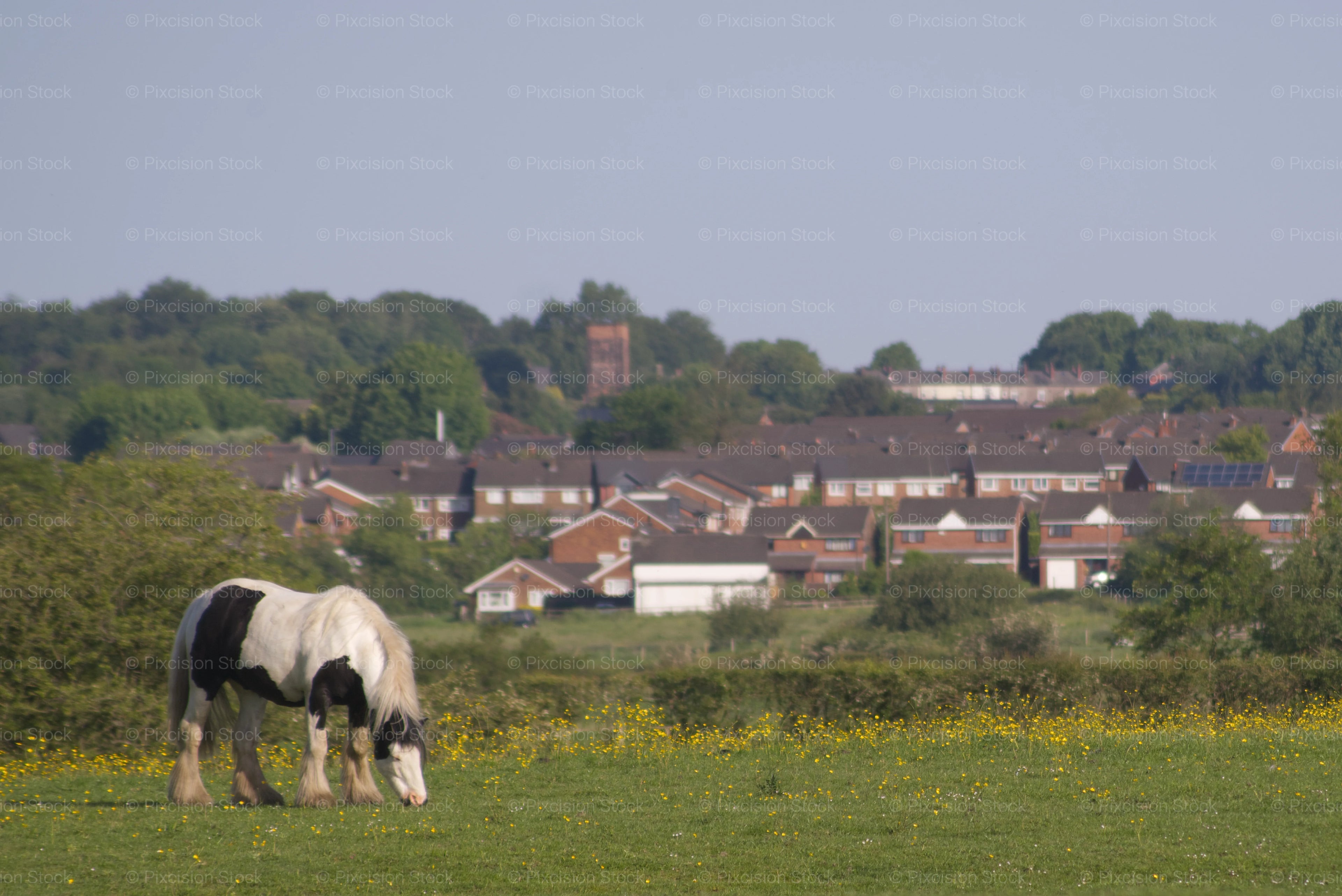 Horse grazing in a field with houses and trees in the background