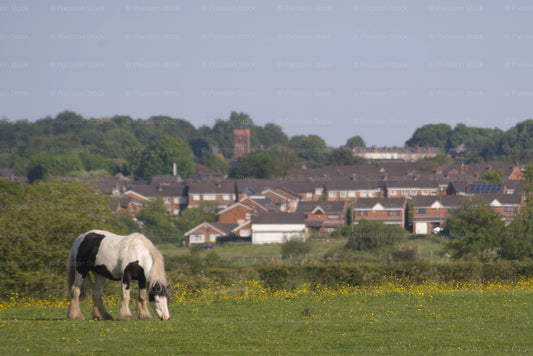 Horse grazing in a field with houses and trees in the background
