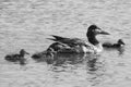 A Duck Swimming in a River with Several Small Ducklings (Monochrome)