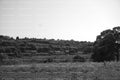 Open Grassy Field Bordered by a Dense Line of Trees (Monochrome)