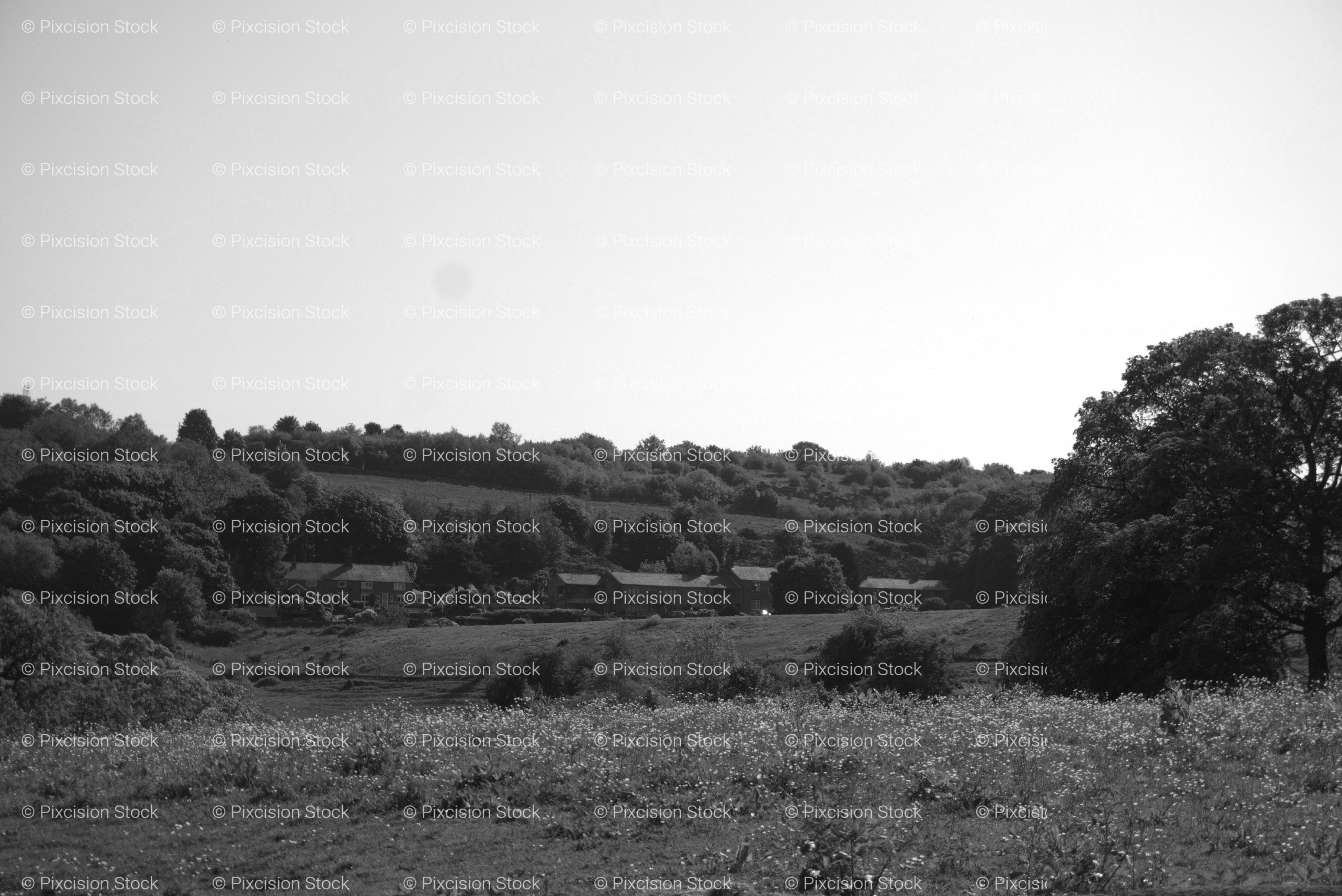 Open Grassy Field Bordered by a Dense Line of Trees (Monochrome)