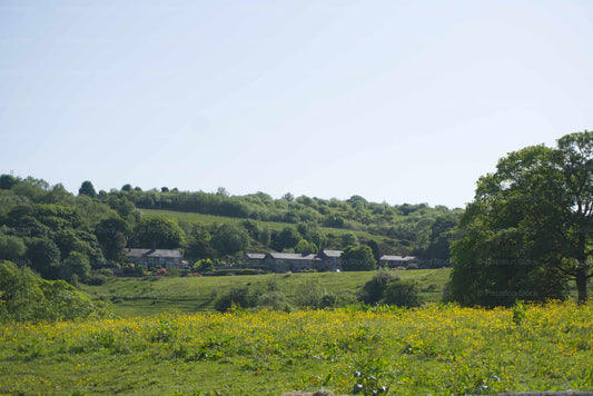 Landscape with green fields and trees under a clear blue sky
