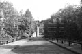 Tree-Lined Roadway Leading Towards an Open Area (Monochrome)