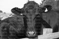 Frontal Close-Up of a Dark Cow Staring at the Camera (Monochrome)