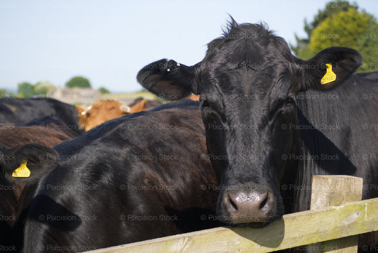 A close-up of a black cow looking over a wooden fence with other cattle in the background.
