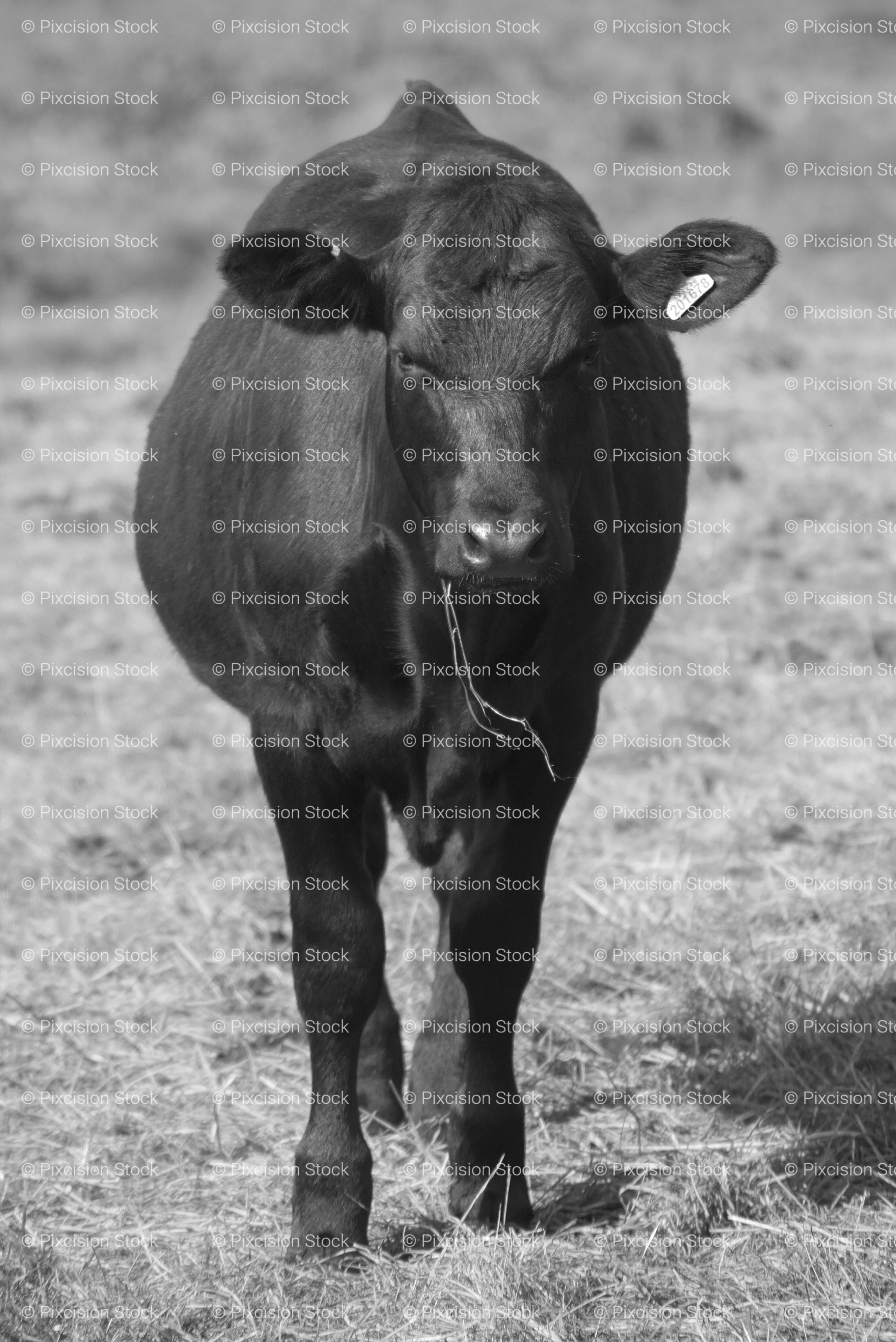 Vertical Portrait of a Dark Cow Standing in a Field (Monochrome)