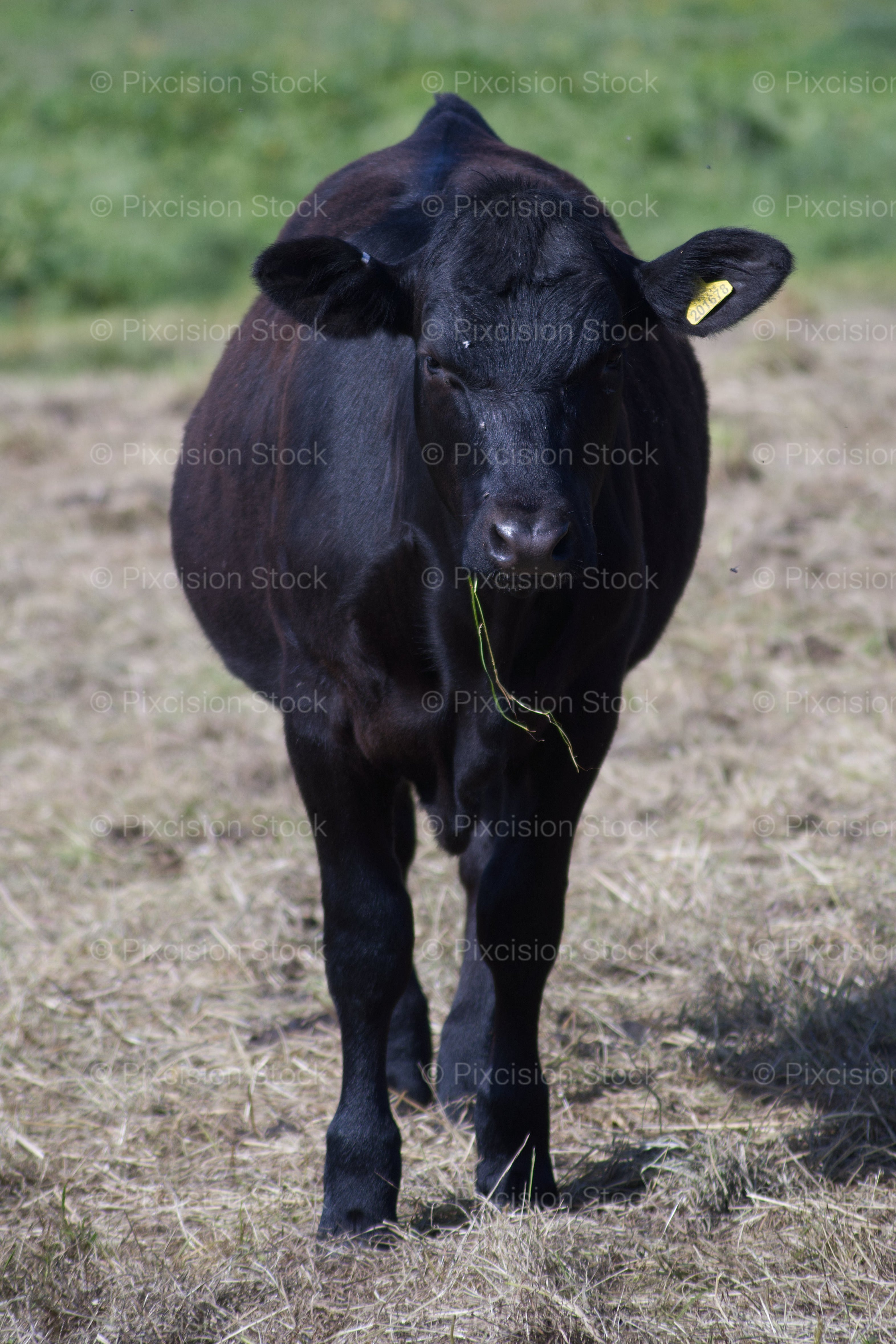 Black cow with a yellow tag in its ear standing on a grassy field.