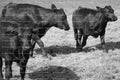 Group of Cattle Standing Together in an Open Pasture (Monochrome)