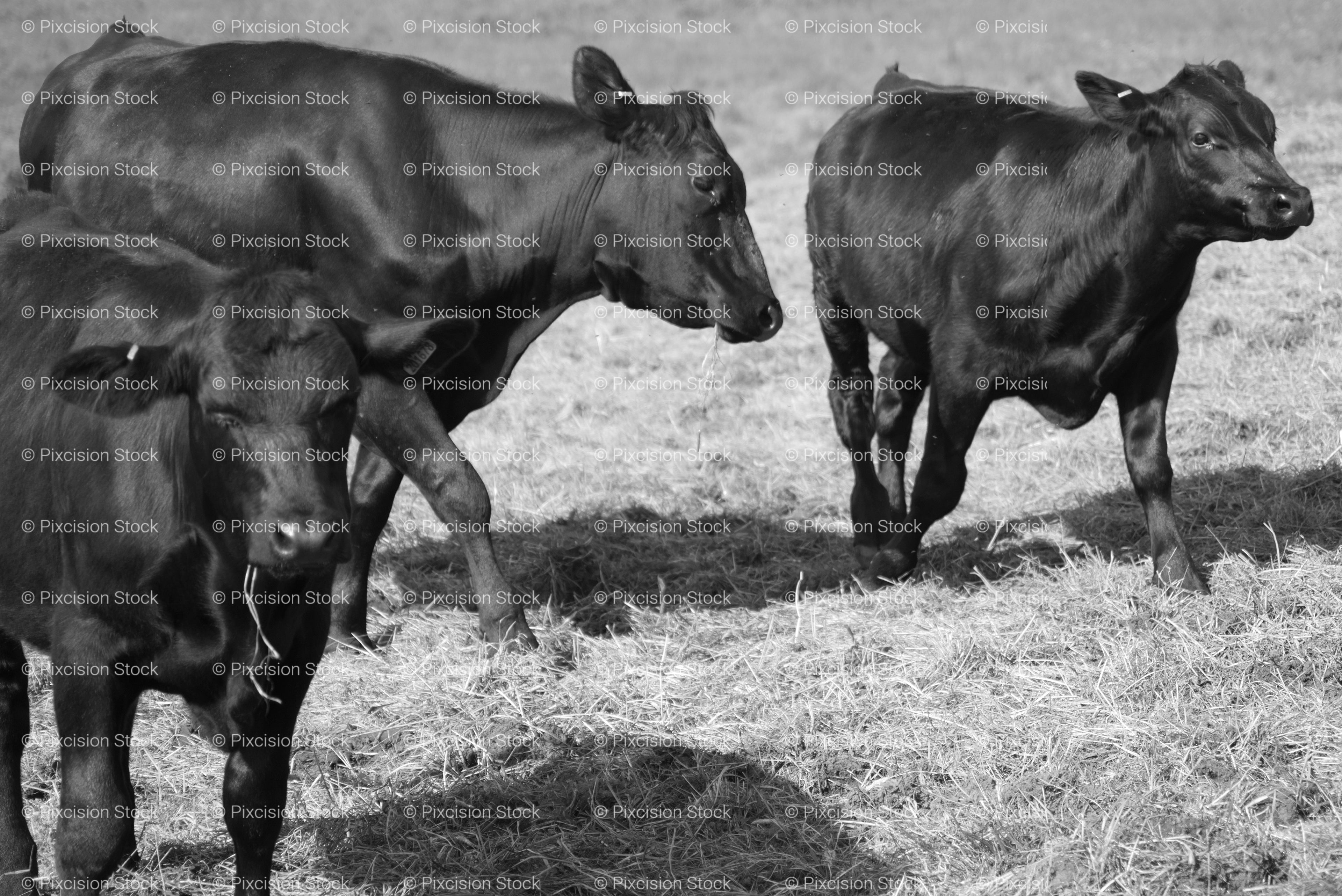 Group of Cattle Standing Together in an Open Pasture (Monochrome)