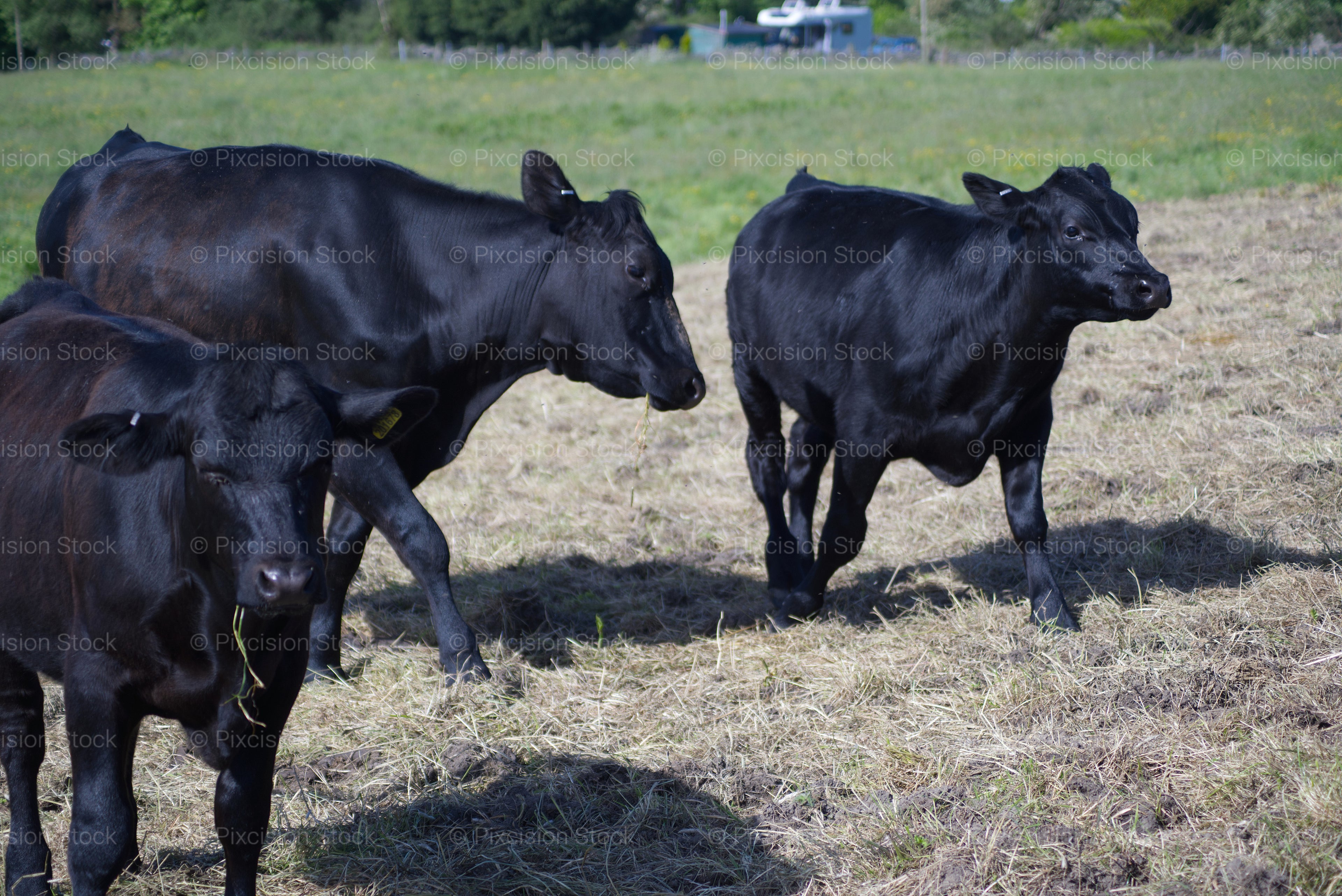 Group of Cattle Standing Together in an Open Pasture