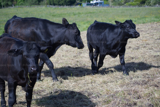 Three black cows standing in a grassy field with trees in the background
