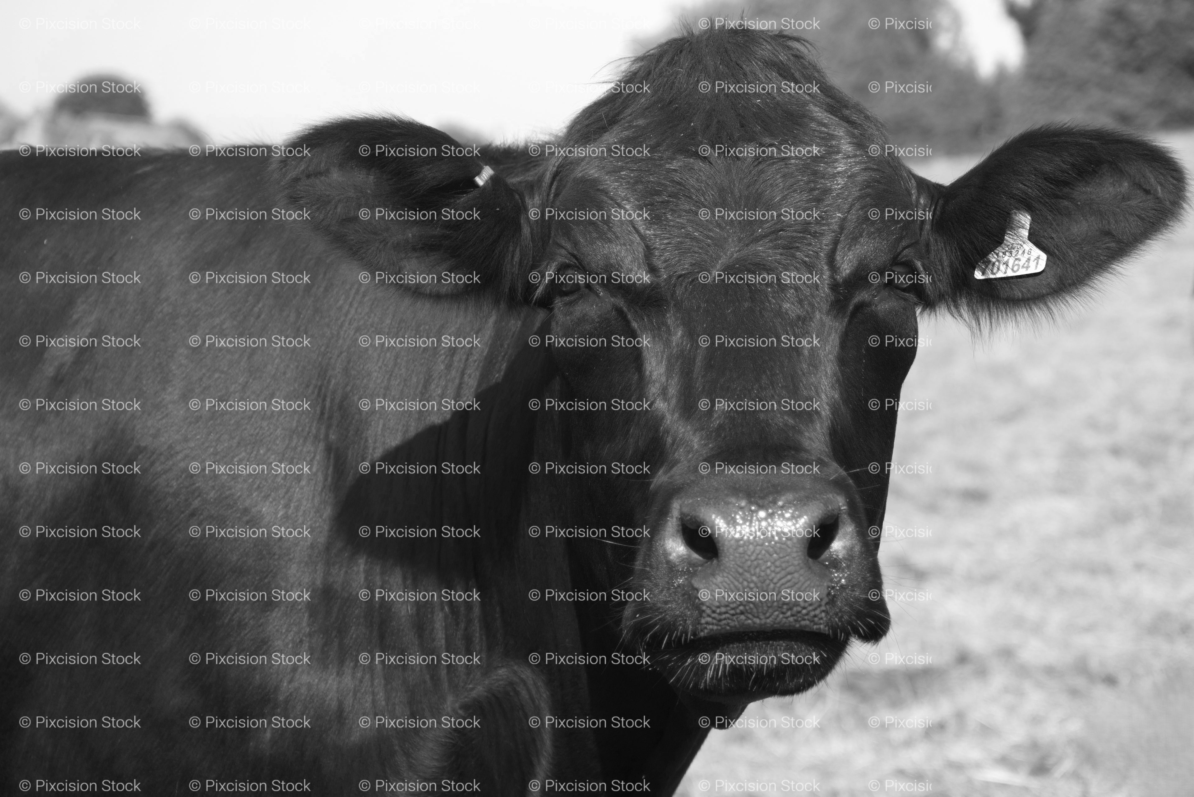 Frontal Close-Up Headshot of an Alert Dark Cow (Monochrome)