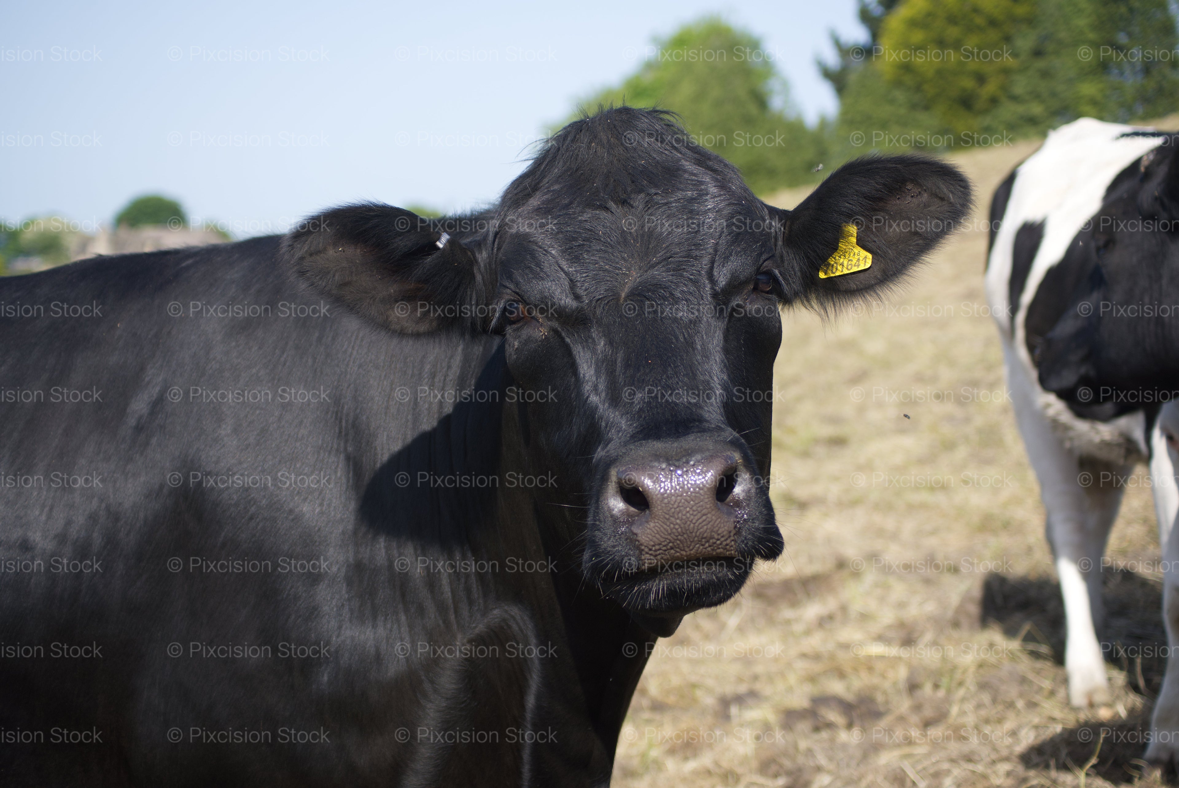 Frontal Close-Up Headshot of an Alert Dark Cow