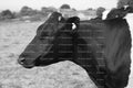 Side Profile View of a Dark Cow's Head and Neck (Monochrome)