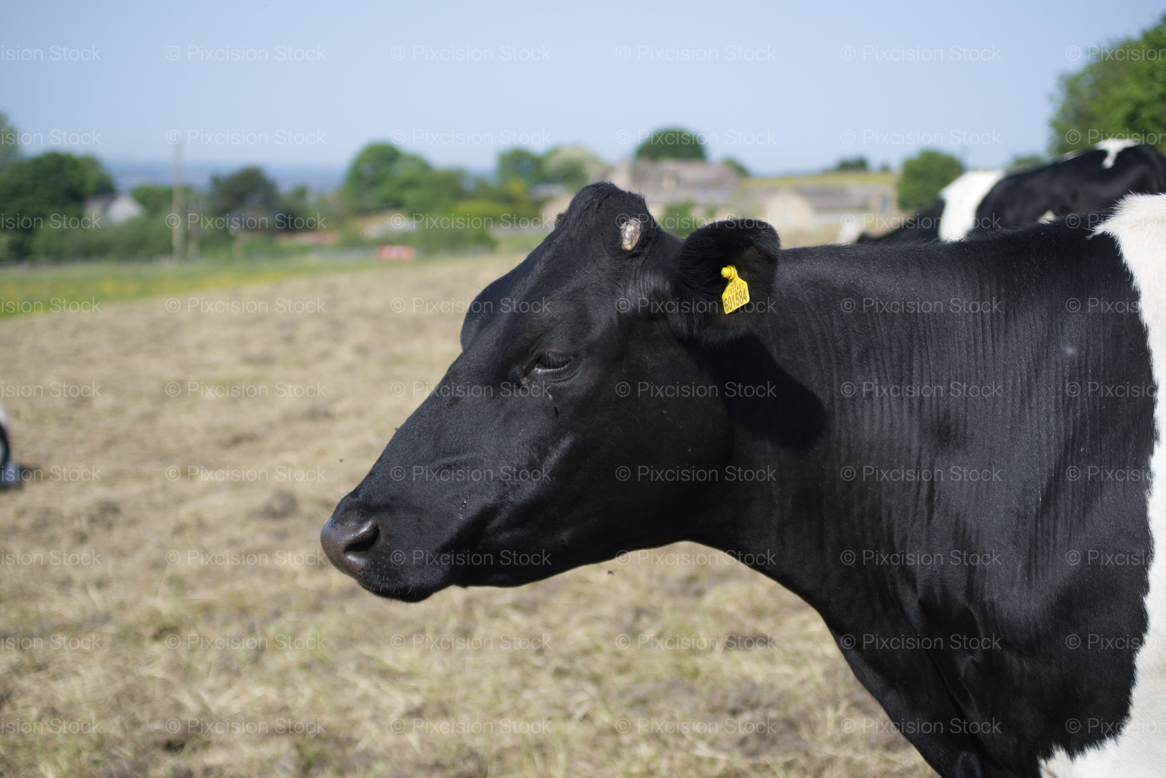 Side Profile View of a Dark Cow's Head and Neck