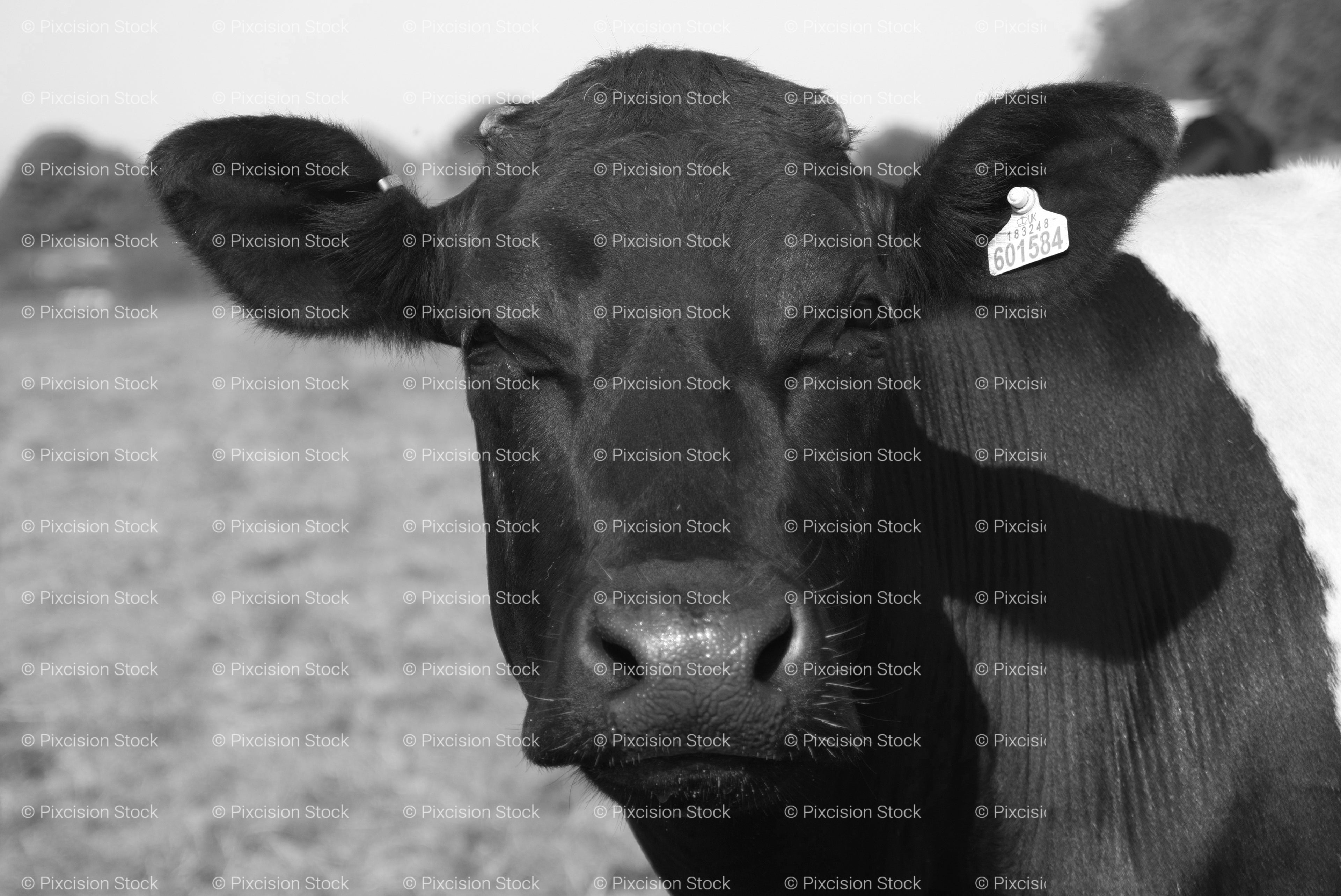 Close-Up Front View of a Dark Cow Facing the Camera (Monochrome)