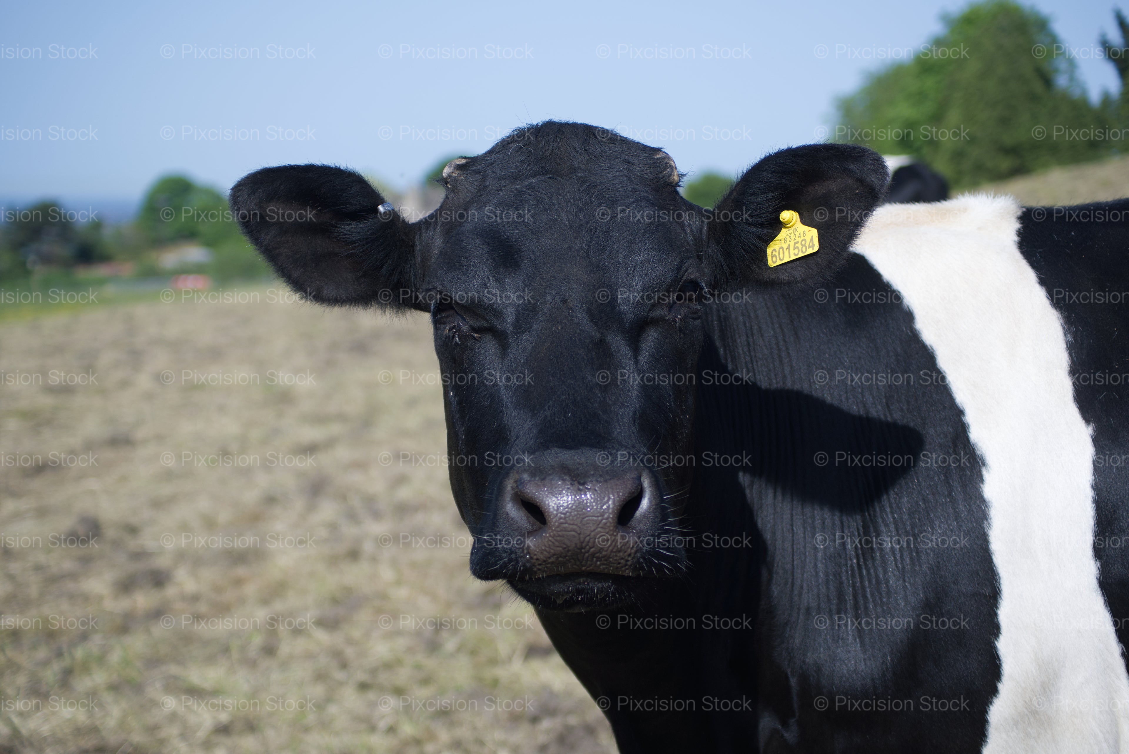 Close-Up Front View of a Dark Cow Facing the Camera
