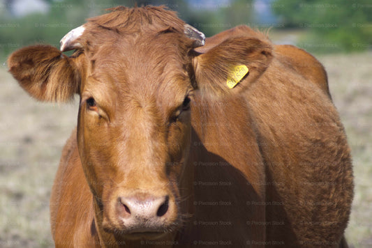 Brown cow with a yellow ear tag in a field