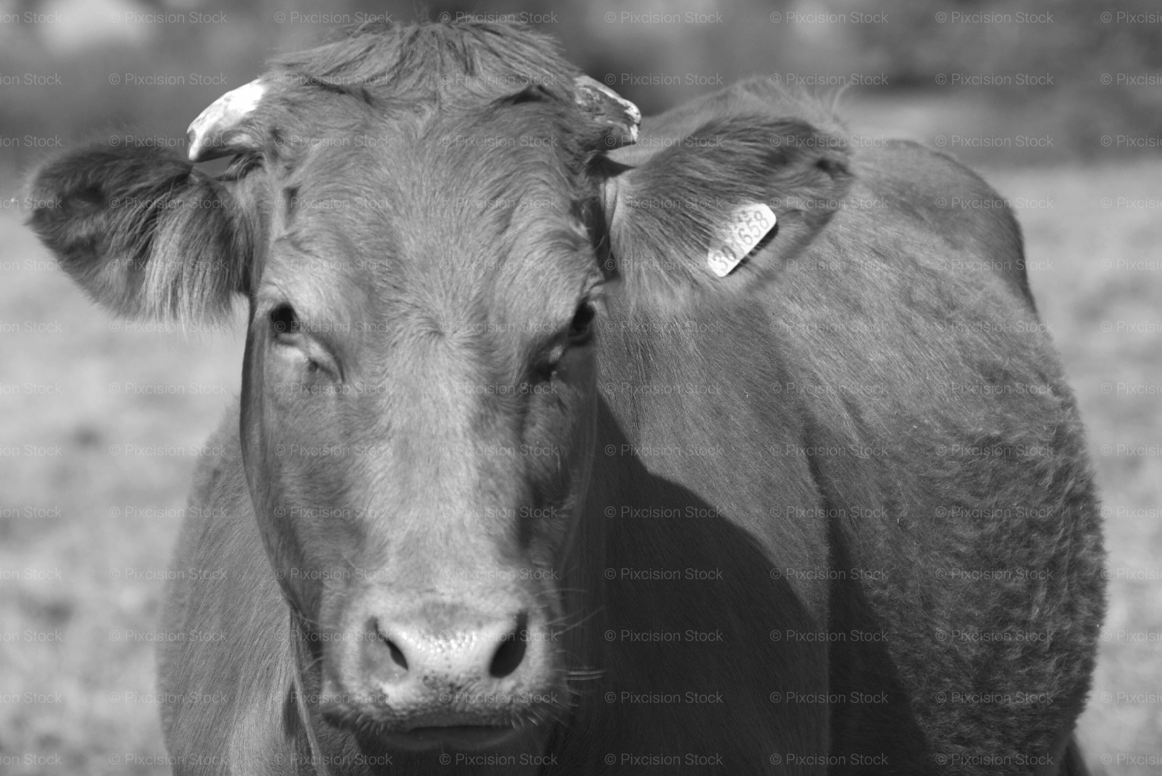 Headshot of a Lighter-Colored Cow Standing in a Field
