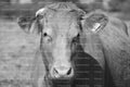 Headshot of a Lighter-Colored Cow Standing in a Field (Monochrome)